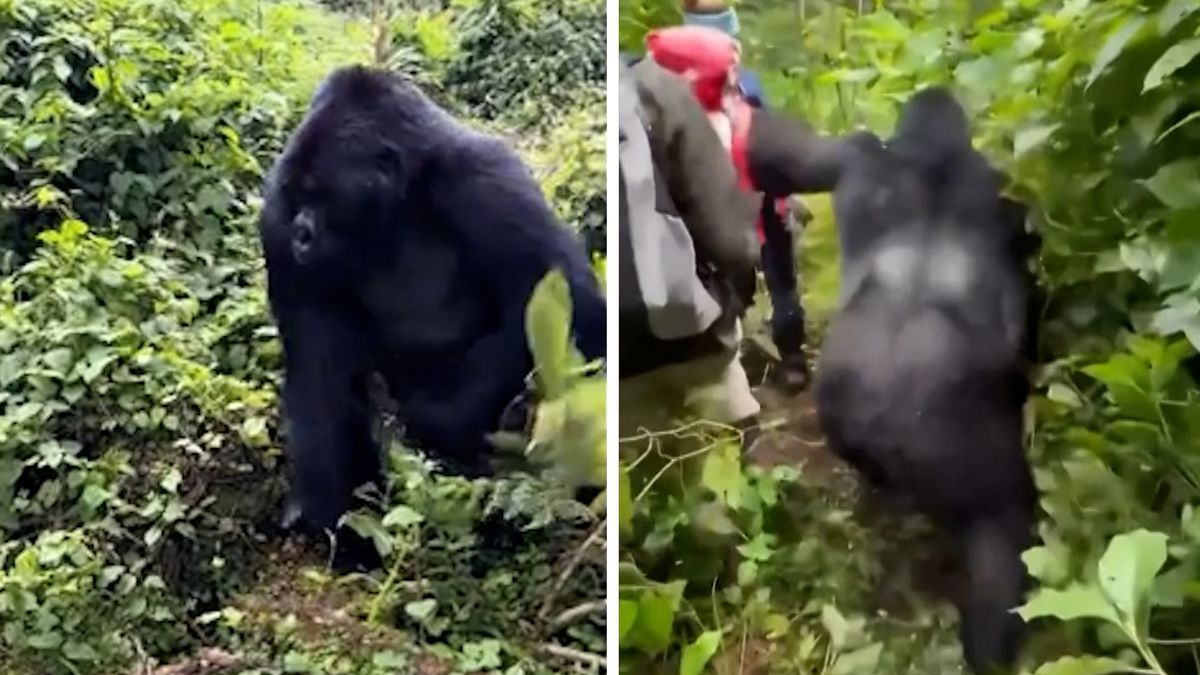 Gorile ve Rwandě došla trpělivost. Povalila turistku blokující cestu